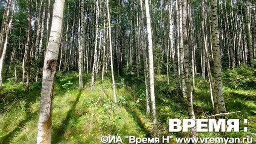 Двух сибирских косуль заметил охотинспектор в Пильнинском округе
