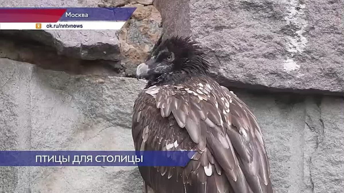 Три краснокнижных птицы из нижегородского зоопарка «Лимпопо» теперь поселились в московском