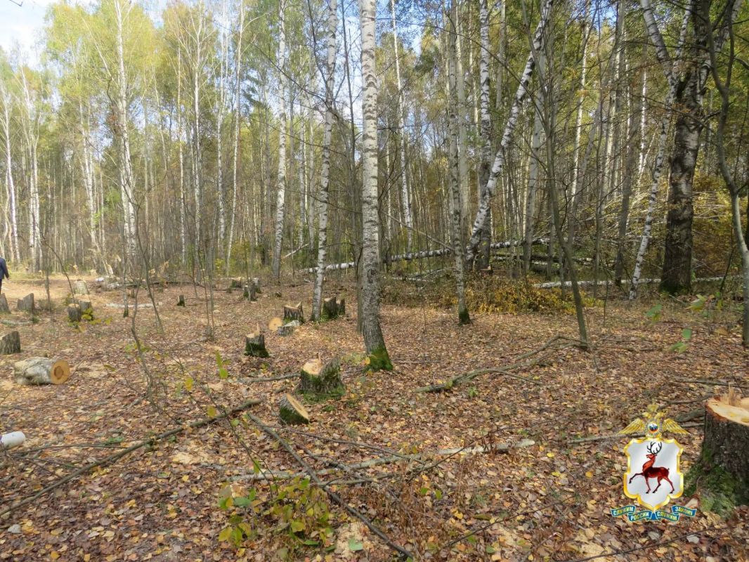 В Городецком округе незаконно вырубили берёзовую рощу В Городецком округе незаконно вырубили берёзовую рощу