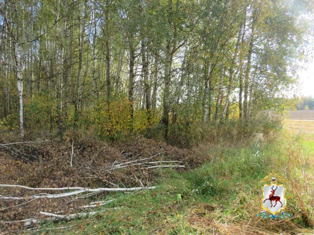 В Городецком округе незаконно вырубили берёзовую рощу В Городецком округе незаконно вырубили берёзовую рощу