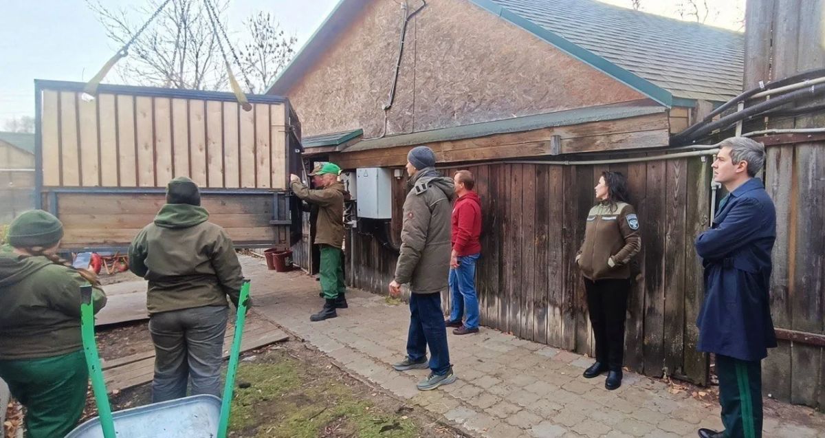 Из нижегородского «Лимпопо» в Иваново переехали редкие животные — краснокнижный зубр и три красных волка Из нижегородского «Лимпопо» в Иваново переехали редкие животные — краснокнижный зубр и три красных волка
