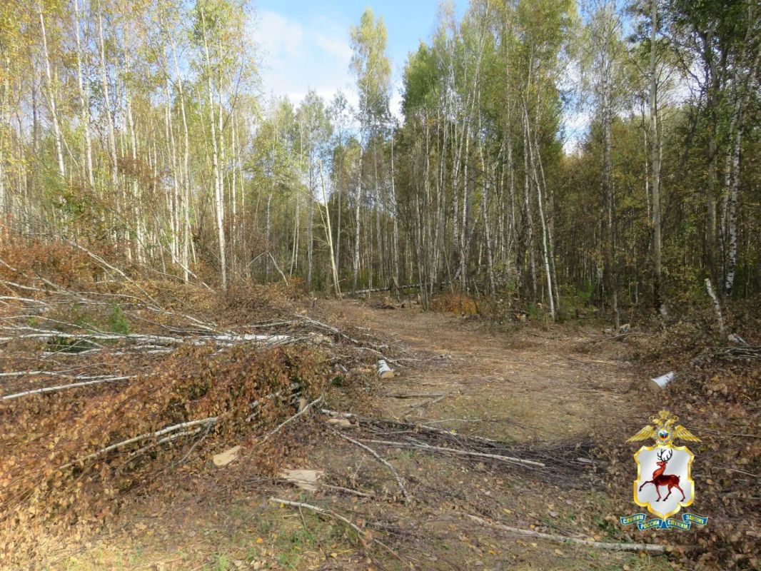 В Городецком округе незаконно вырубили берёзовую рощу В Городецком округе незаконно вырубили берёзовую рощу