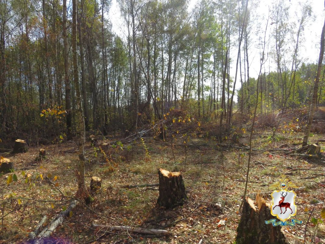 В Городецком округе незаконно вырубили берёзовую рощу В Городецком округе незаконно вырубили берёзовую рощу