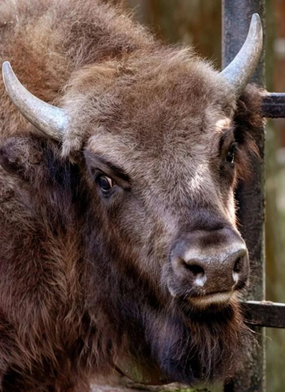 Краснокнижный зубр и три красных волка отправились из нижегородского зоопарка в ивановский Краснокнижный зубр и три красных волка отправились из нижегородского зоопарка в ивановский