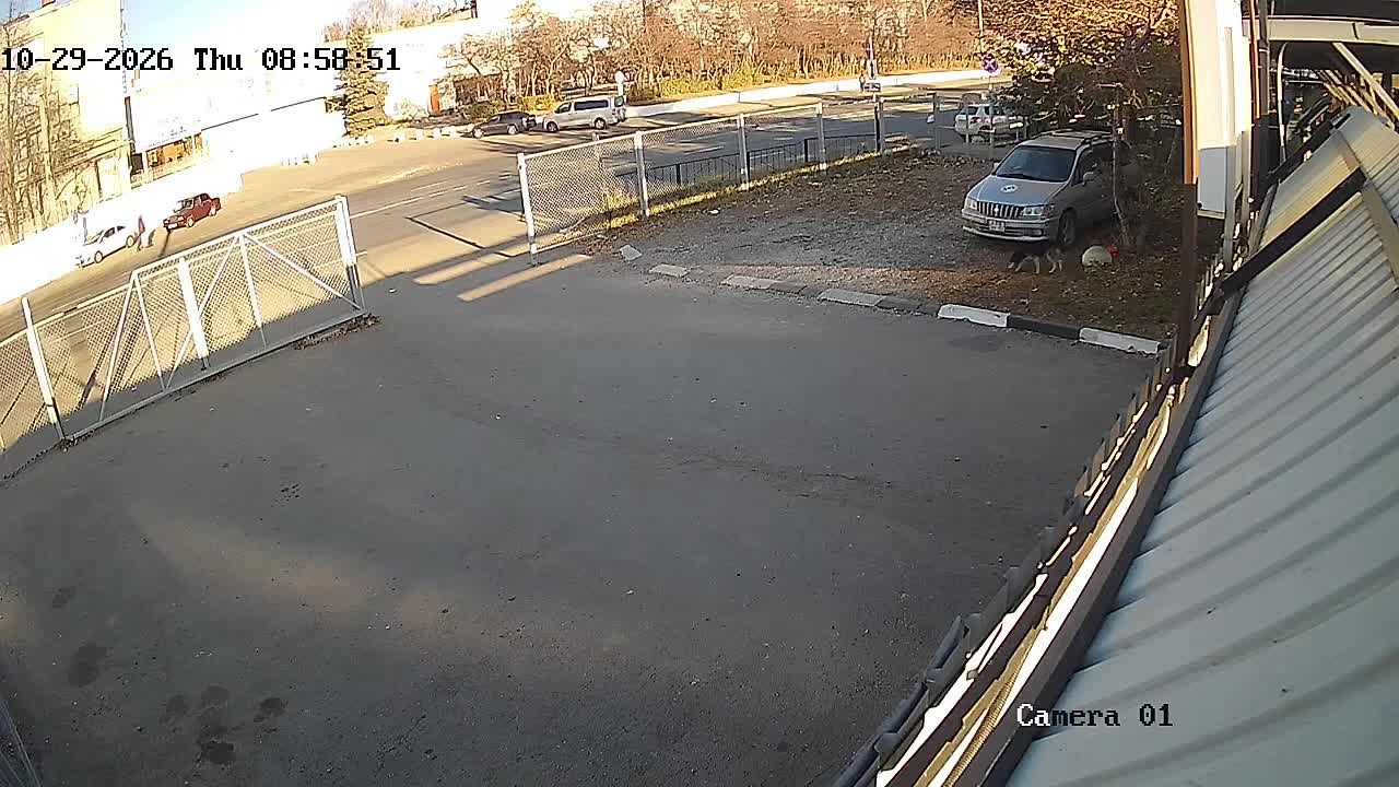 Уличную собаку привязали к воротам приюта в Нижнем Новгороде