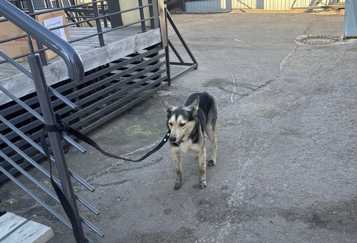 Уличную собаку привязали к воротам приюта в Нижнем Новгороде Уличную собаку привязали к воротам приюта в Нижнем Новгороде
