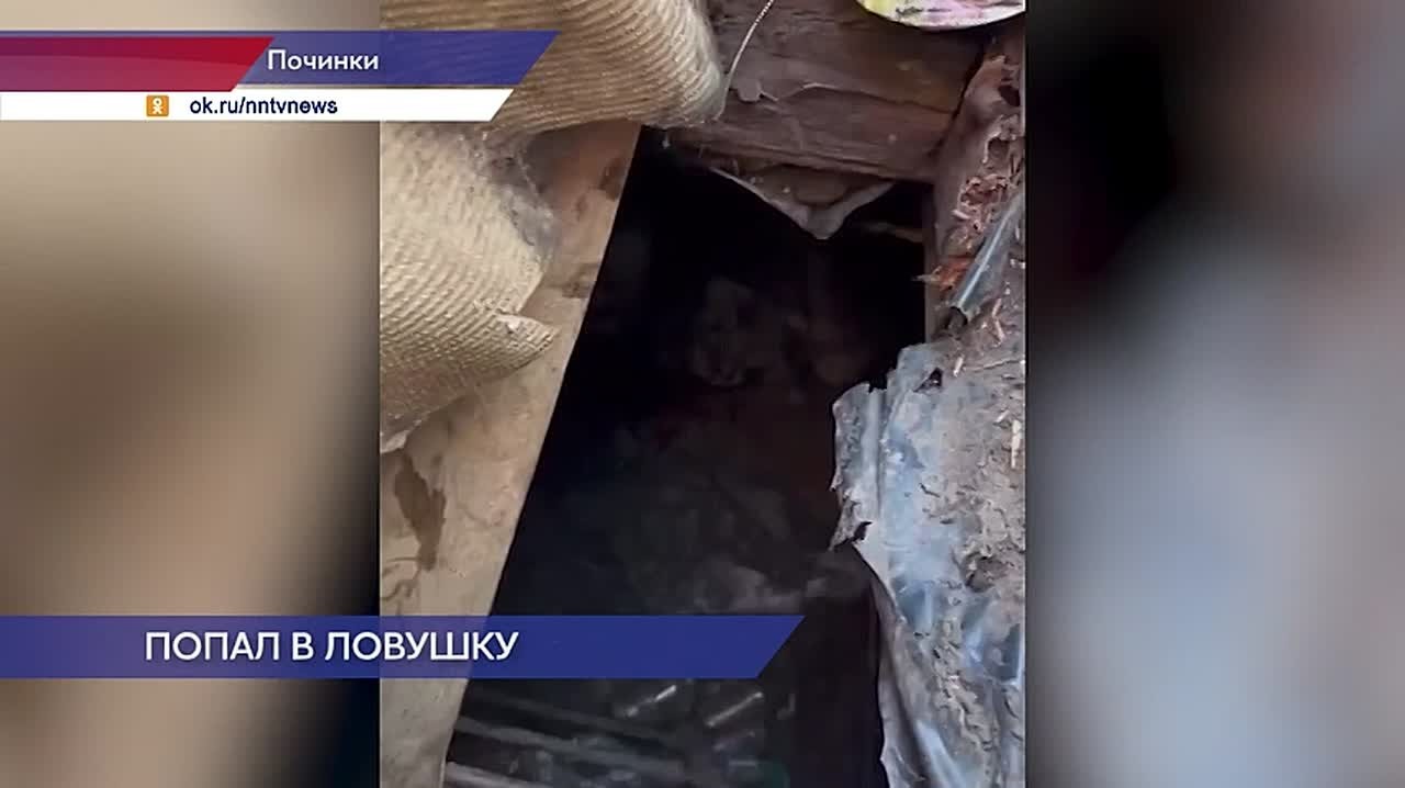 Необычная спасательная операция прошла в Починках: сотрудники госохотнадзора вызволили лося, который провалился в погреб возле жилого дома