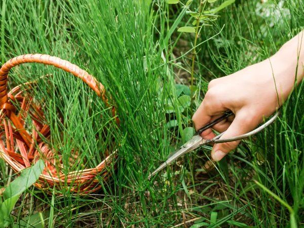 Почему верхушки томатов начинают закручиваться: уловки для успешного ухода