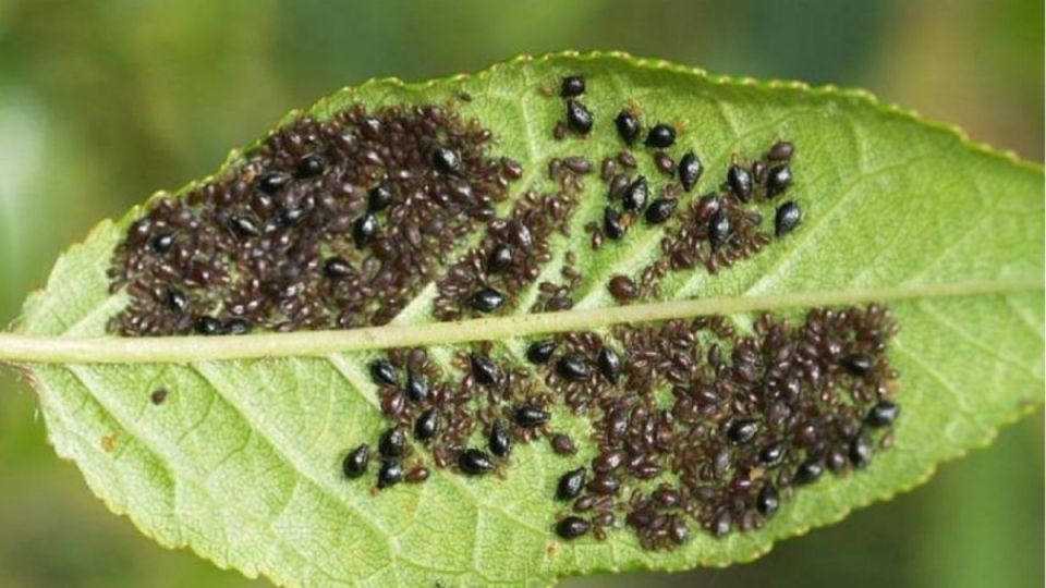 Как дачники эффектно справляются с тлёй: простые секреты без химии