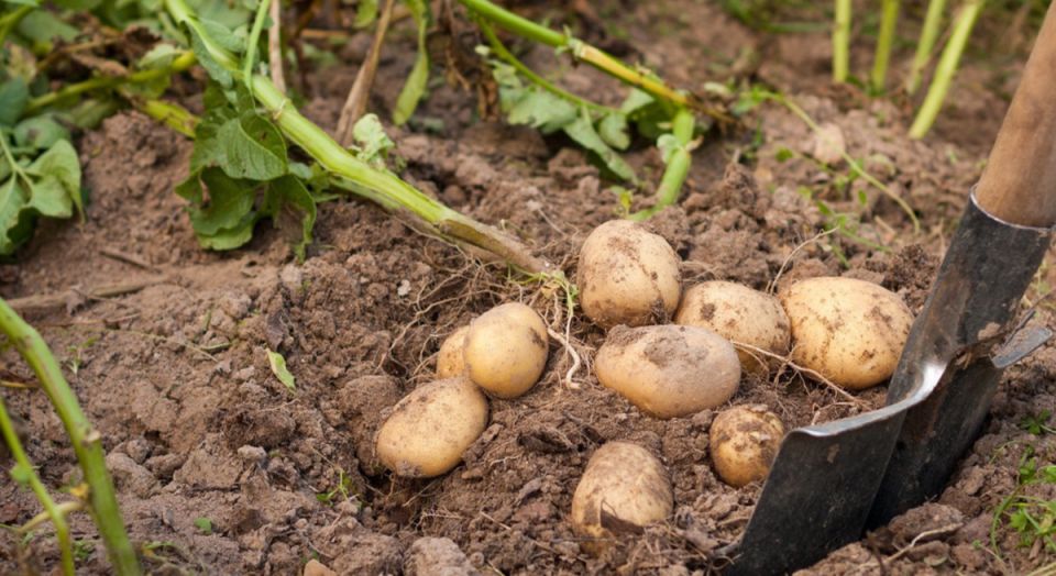 Как вырастить картофельный урожай: секреты от опытных садоводов
