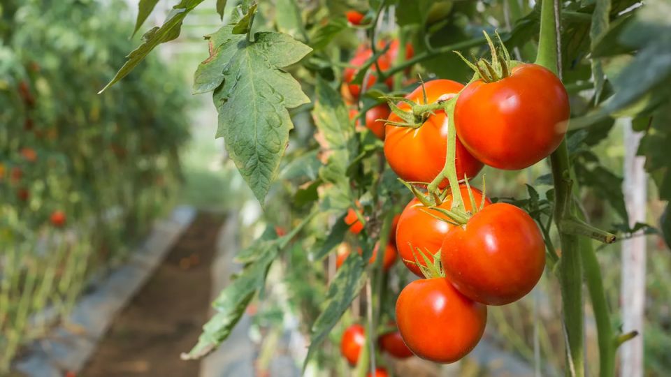 Как создать идеальные грядки в теплице: советы от экспертов