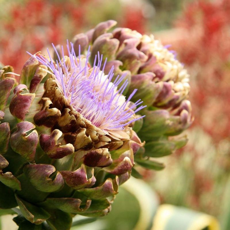 Артишок: полезный овощ для любого сада