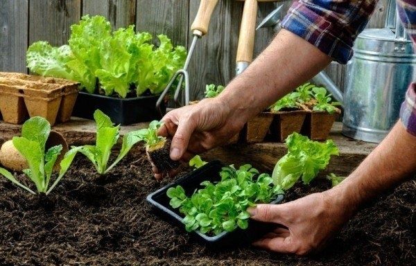 Ошибки при выращивании рассады: что стоит учесть даже опытным садоводам?