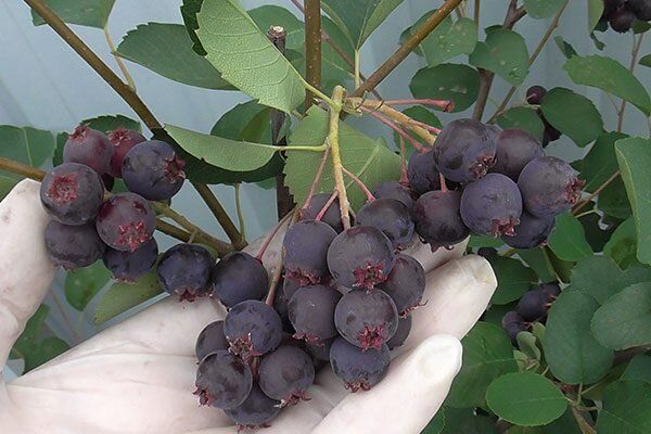 ирга Тиссен: новый фаворит для вашего сада