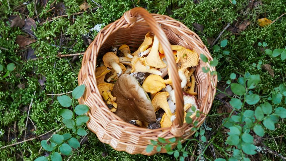 Мудрые дачники никогда не выбрасывают червивые грибы: для огорода на вес золота