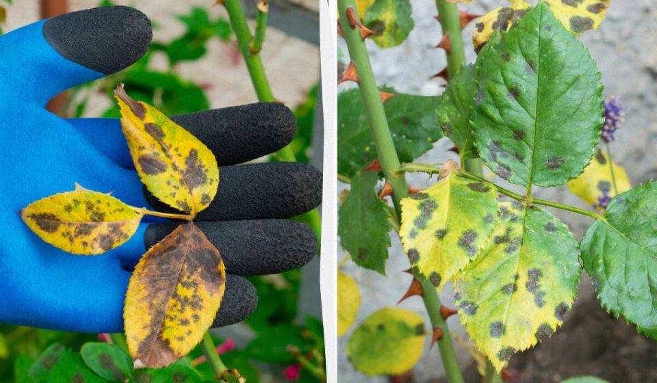 Как победить черную пятнистость роз: эффективные методы борьбы