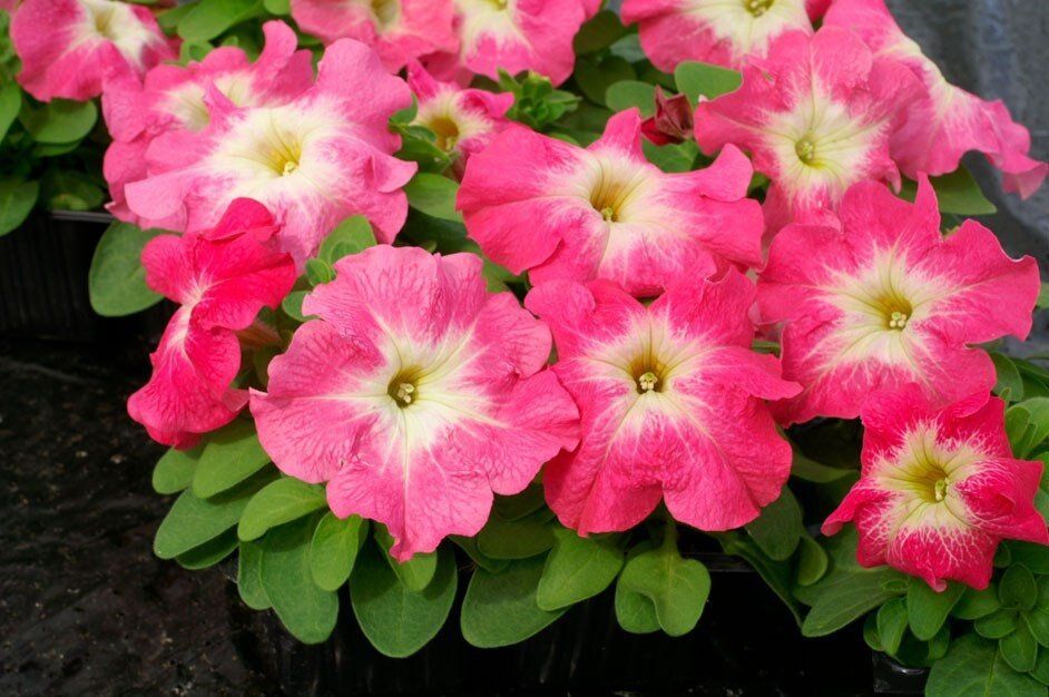 Петуния: как выбрать идеальный сорт для вашего сада?