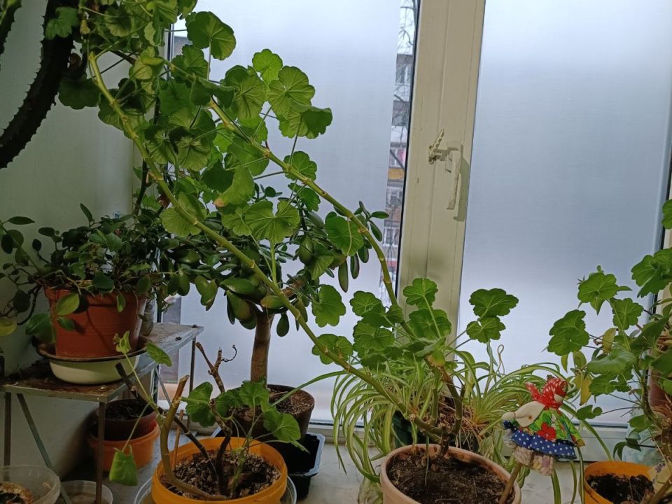 Герань в унынии: как вернуть ее к жизни