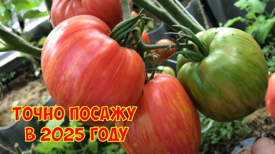 Томаты мечты: 11 сортов для успешного урожая в 2025 году