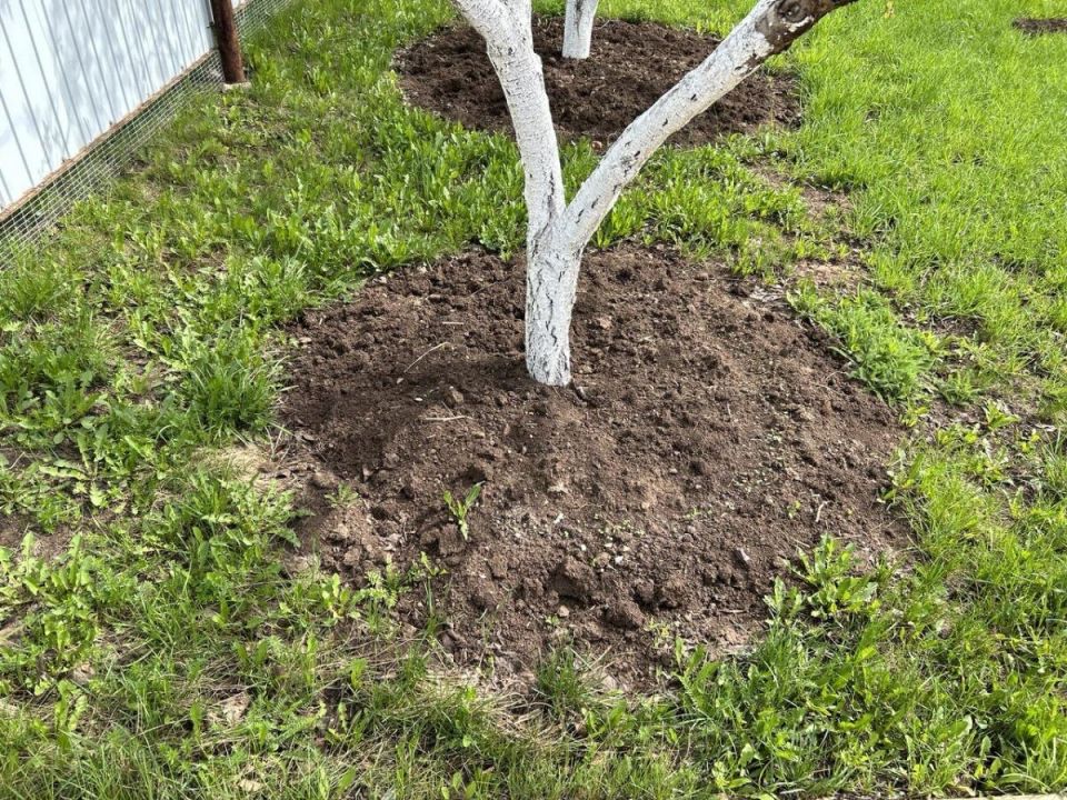 Почему август — ключевой месяц для побелки деревьев и защиты сада