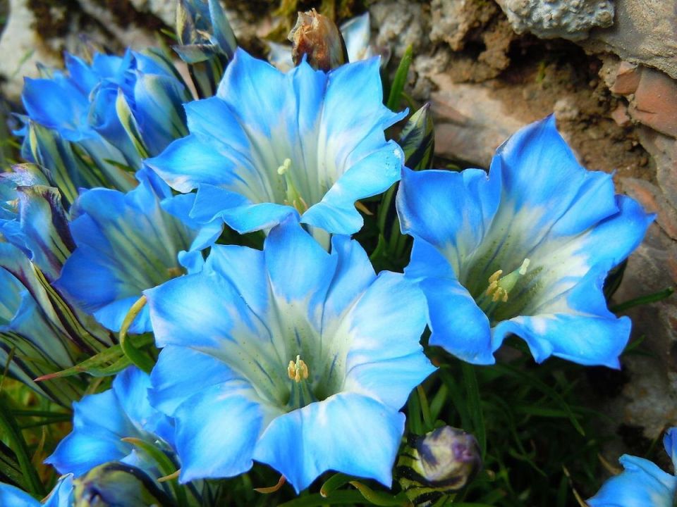 Горечавка: Элегантный акцент в ландшафтном дизайне