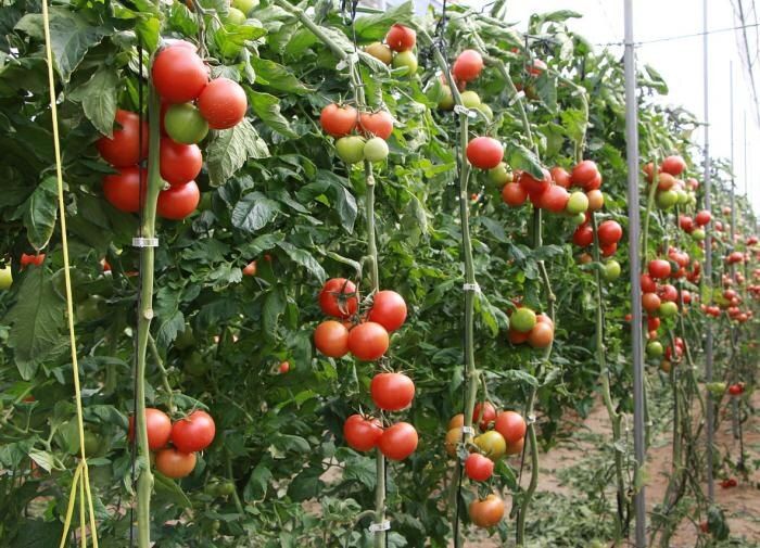 ��� ������� ���������� ����� ������� � ��������� ��������� ��� ����