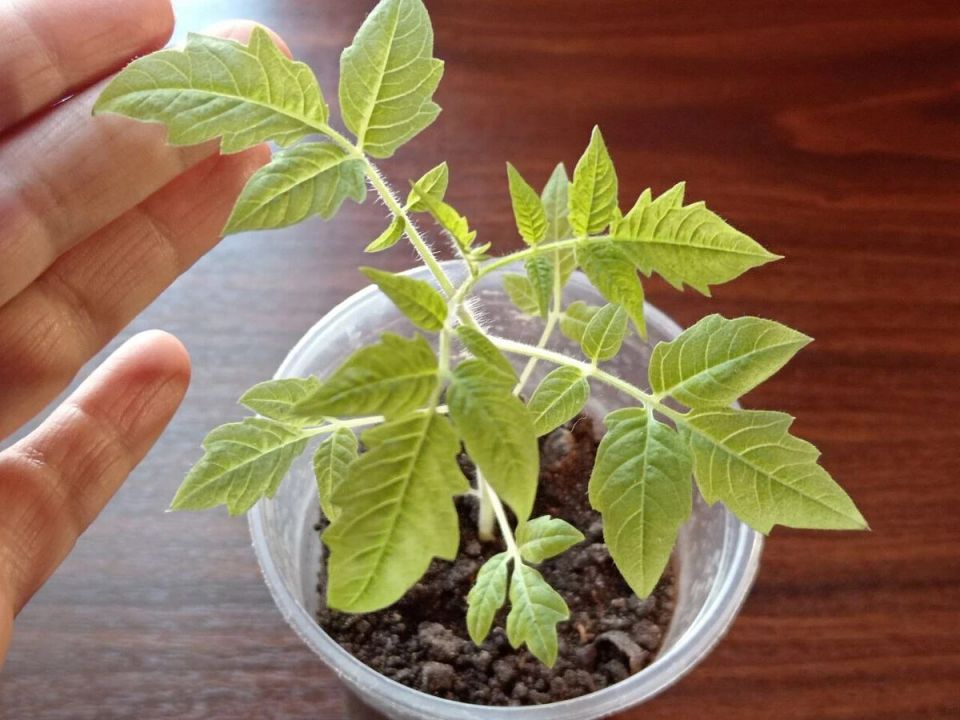 ������ � ������� ������� ������� ��� ����������� ������?