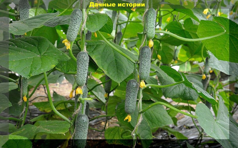 Огурцы: разнообразие сортов для удачного урожая