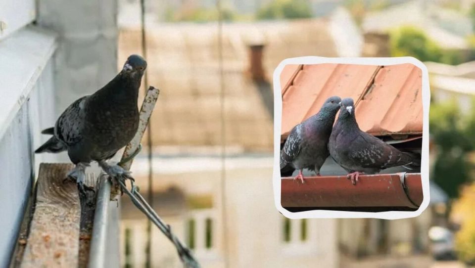 ��� ���������� �������� ���� ������ �� ����������� �������: ������� � ���������� ������