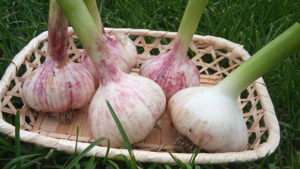 Удивительные секреты большого чеснока