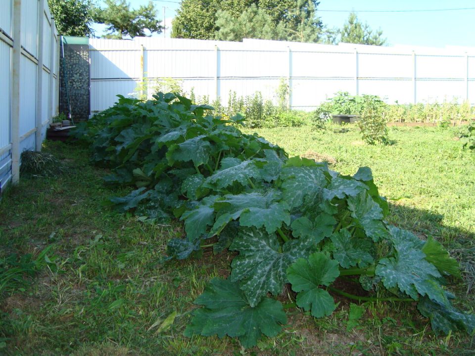 ������������ �� �������: ��� ������� � �������� ������ ��� ������ ������