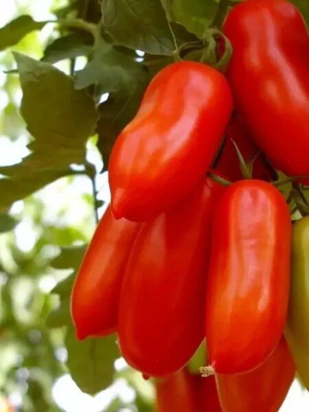 ����� ������� ������: ������� ������ ��� ����� ������