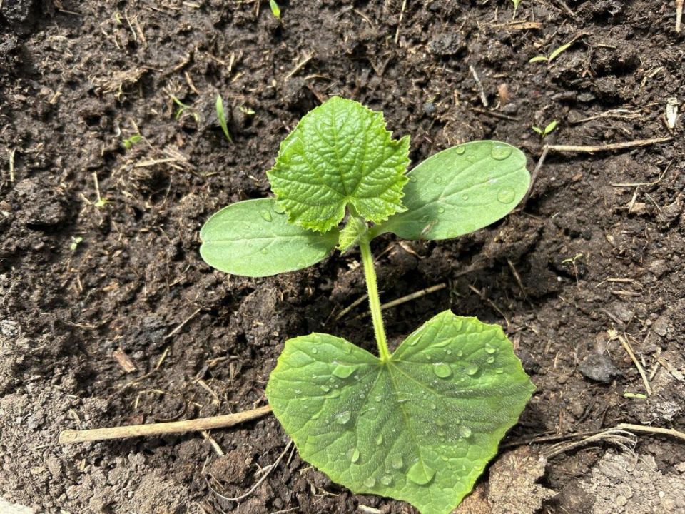 ����������� ���������: ��� �������� ������ �� ���������� � ������� ��������-�����������