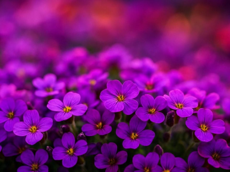 �������: ����� ��� ����� ��� � ���