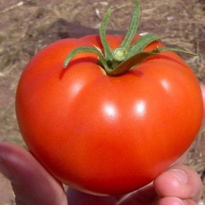 Томат Бутуз: спокойный взгляд на практичное и вкусное решение для дачи