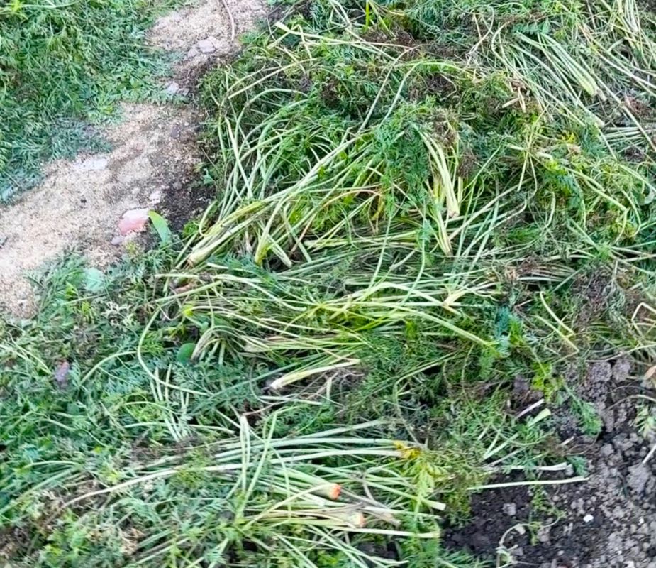 Почему стоит оставить морковную ботву на грядке после уборки