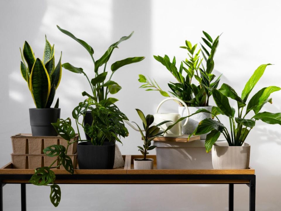 Опасные комнатные растения, о которых стоит знать