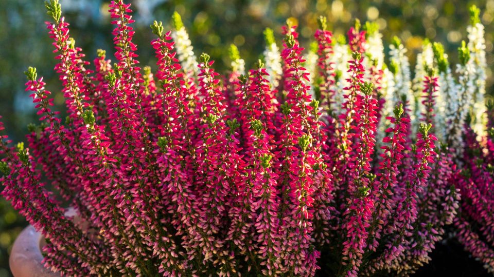 Яркий почвопокровник вырастет в саду безо всяких удобрений: будет цвести до заморозков