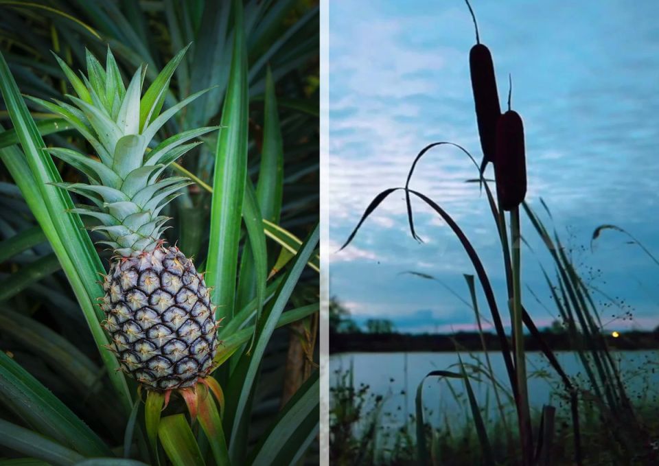 ����������� ����������� ����� � ���� ��������