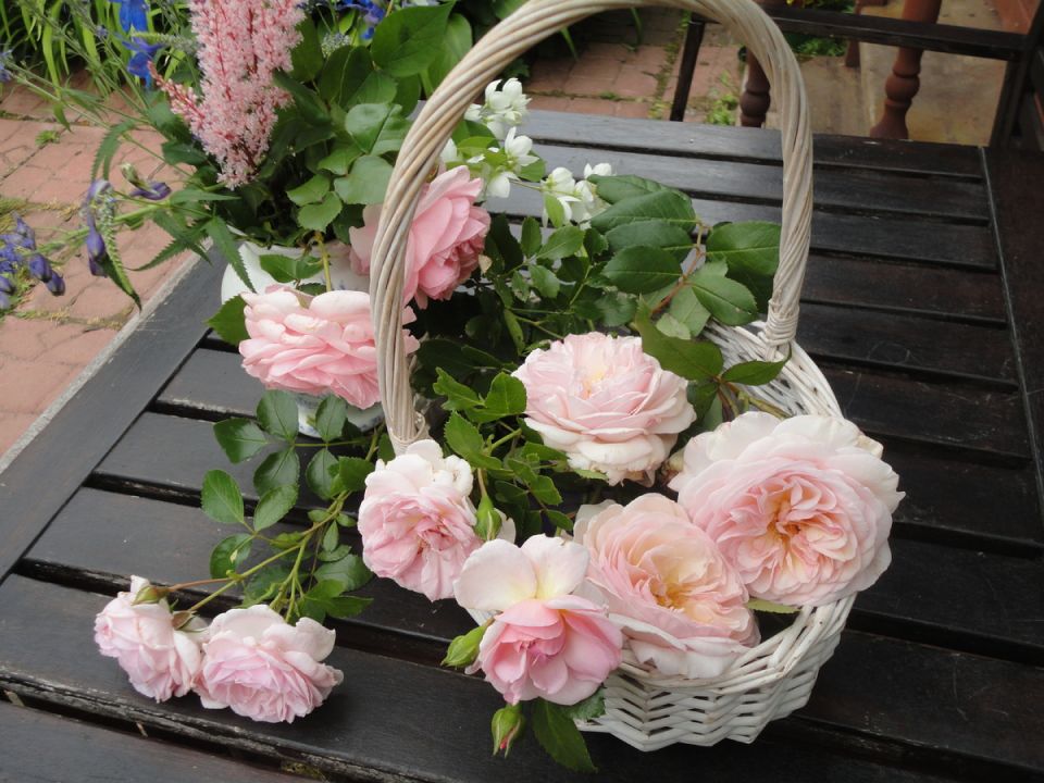 Шрабы: как вырастить кустарники, которые радуют цветением весь сезон