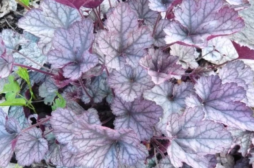 Гейхера: как создать яркий цветник своими руками