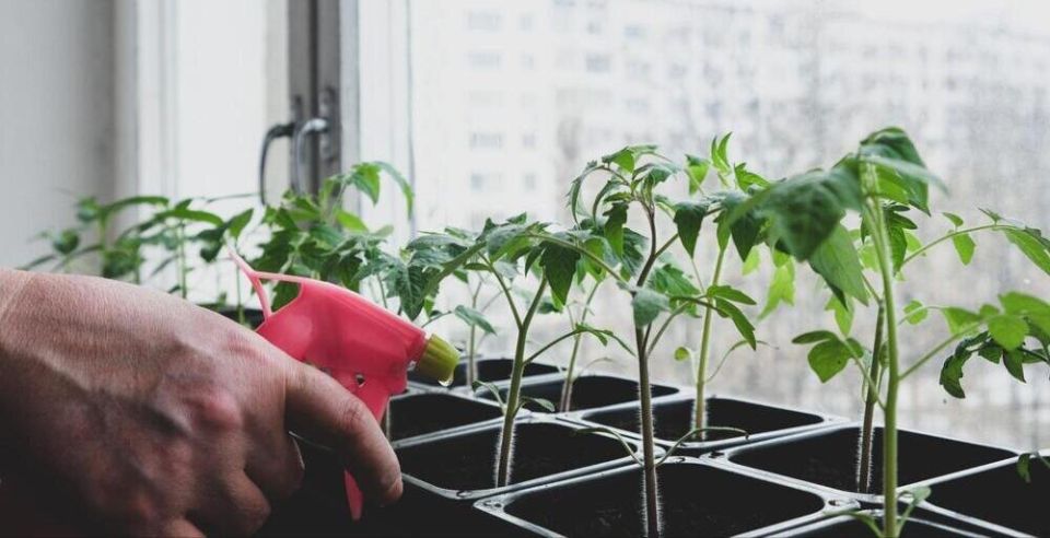 Как правильно подкармливать рассаду томатов для отличного роста