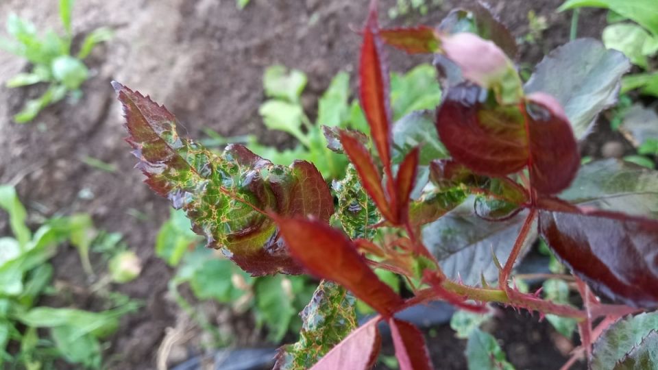 ��� ������� ������� ����� ������ ��� ������: ������� ������� �� 50 ������