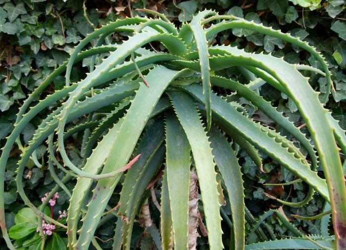 ���� �� ����: ������� ��������� ����������� ����