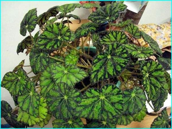 ��� �����������-���������� �������� ������ ��� ���