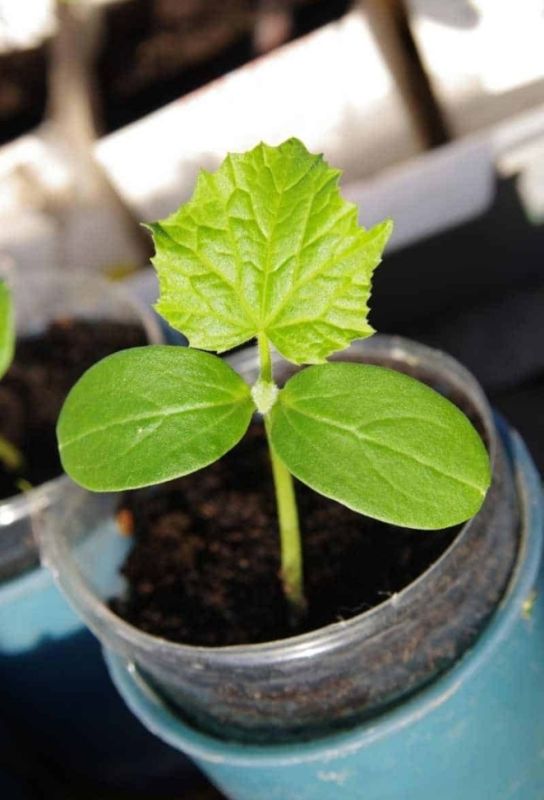 �������� ������: ������ ������ ������� � �������� � ����� ������ ����� ���������