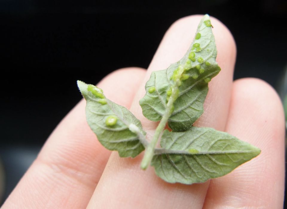 ��� ������, ���� �� ������ ��������� ���������: ������������ � ����� ������