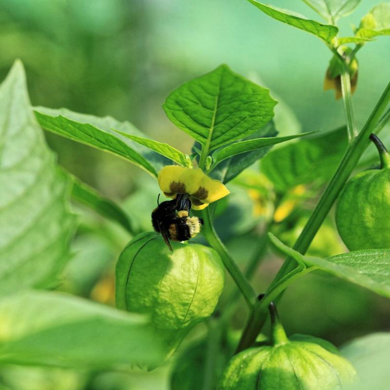 ������� �������: ������ ����� �������� �� ���� ��������