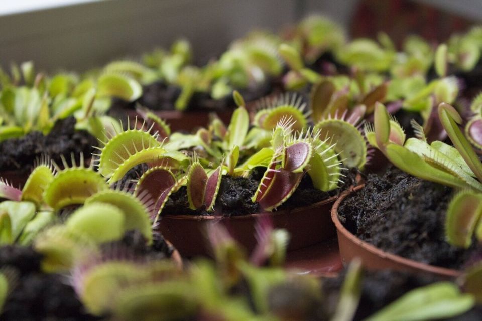 ��� ��������� �������� ��������� �� �����: ������ � �������