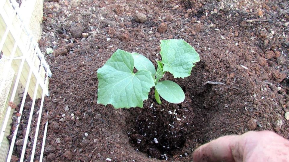 ������ ��� �������: 5 ��������, ��� � 2026 ���� �� ����� ������������������ ��� �������